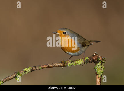 Rotkehlchen, Erithacus rubecula aux abords, Robin, Le Rouge-gorge familier Banque D'Images