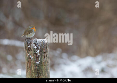 Rotkehlchen, Erithacus rubecula aux abords, Robin, Le Rouge-gorge familier Banque D'Images