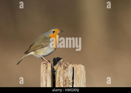 Rotkehlchen, Erithacus rubecula aux abords, Robin, Le Rouge-gorge familier Banque D'Images