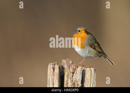 Rotkehlchen, Erithacus rubecula aux abords, Robin, Le Rouge-gorge familier Banque D'Images