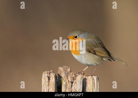 Rotkehlchen, Erithacus rubecula aux abords, Robin, Le Rouge-gorge familier Banque D'Images