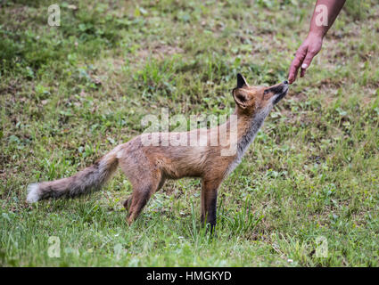 Red Fox kid debout trop près d'une main humaine. Banque D'Images