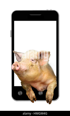 Pig donne à partir d'un téléphone portable isolé sur le livre blanc Banque D'Images