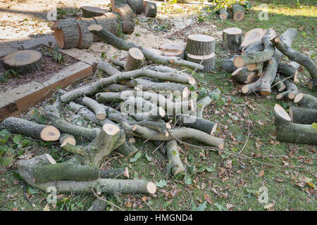 Haché, couper du bois à partir d'un chêne abattu sur l'herbe troncs et branches d'arbres suivant la chirurgie. Ils sont couverts avec un peu de sciure. Banque D'Images