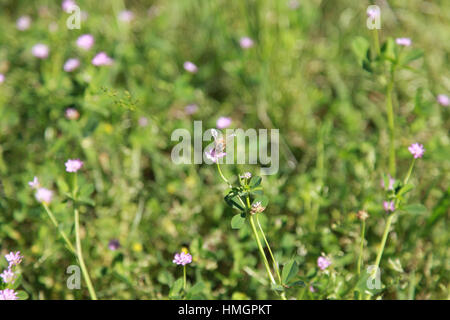 Abeille pollinisant les fleurs sauvages dans un champ Banque D'Images