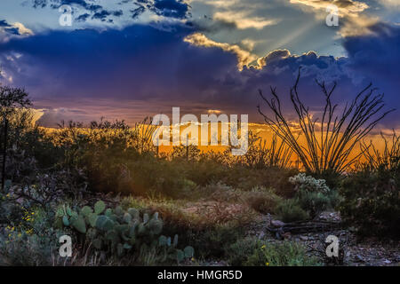 L'été le soleil se couche sur Saguaro National Park Ouest, près de Tucson, Arizona Banque D'Images