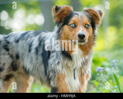 Superbe Berger Australien Aussie Shepard chien 3-couleurs posées à l'extérieur 3/4 Banque D'Images