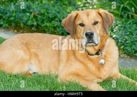 Beau brun lab mix refuge rescue dog lying in grass à l'extérieur avec un fond vert Banque D'Images