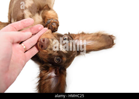 Petit chien teckel Banque D'Images