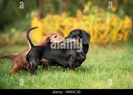 Beau chiot teckel chien aux yeux tristes portrait Banque D'Images