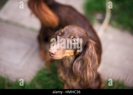 Teckel miniature chien pelouse sourire Banque D'Images