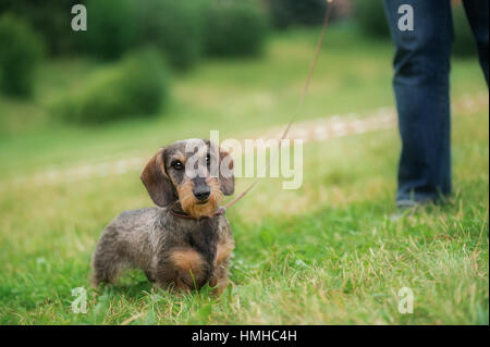 Chien teckel poil fil Banque D'Images