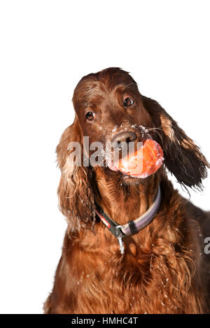 Chien Setter Irlandais rouge in snowy field Banque D'Images