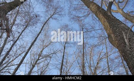 Les troncs des arbres de forêt sèche contre un ciel bleu nature le paysage Banque D'Images