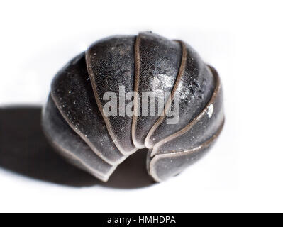 Ball - insectes Comp Big - Roly Poly Bug - macro Armadillidiidae close up Banque D'Images