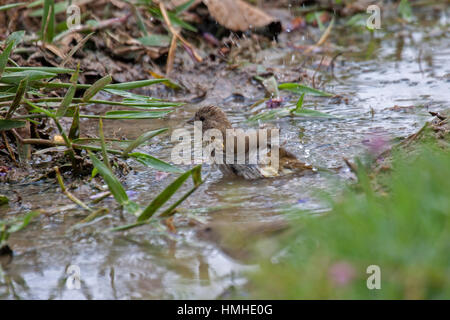 Finch safran dans les fossés de baignade féminine au Brésil Banque D'Images