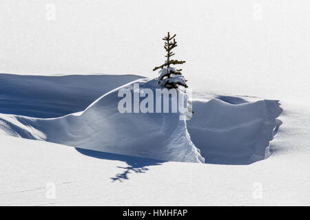 Paysage d'hiver enneigé ; arbre couvert de neige ; Plage ; Esplanade chaîne Selkirk ; British Columbia, Canada Banque D'Images