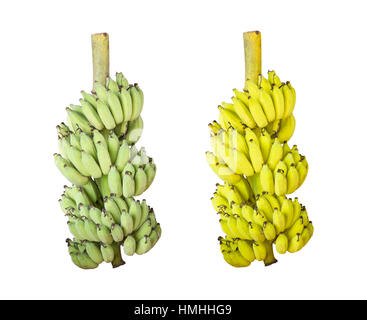 Groupe de produits frais et mûrs de bananes cultivées isolé sur fond blanc avec clipping path Banque D'Images