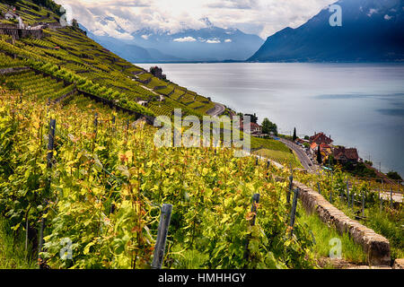 Sur un vignoble en terrasses de vignes surplombant le Lac Léman, Lavaux, Canton de Vaud, Suisse Banque D'Images