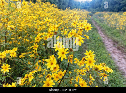 Vue en gros de fleurs jaunes dans un pré en fleurs, New Jersey Banque D'Images