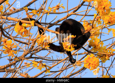 Manteau Singe hurleur (Alouatta palliata) se nourrissant de Cortez (jaune Tabebuia ochracea) fleurs en forêt tropicale sèche à proximité de Plage de Conchal, Guanacaste, Banque D'Images