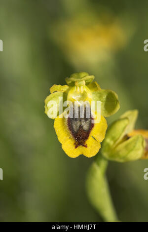 Ophrys jaune Ophrys lutea galilaea subsp Corse France Banque D'Images