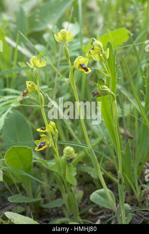 Ophrys jaune Ophrys lutea galilaea subsp Corse France Banque D'Images