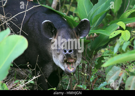 Tapir de Baird (Tapirus bairdii) l'alimentation en forêt tropicale. Parc national de Corcovado, péninsule d'Osa, au Costa Rica. Banque D'Images