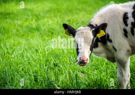 Vache mange de l'herbe dans le vert Banque D'Images