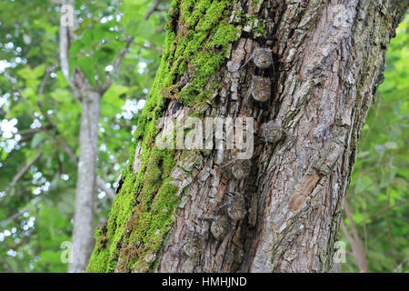 Les chauves-souris bec long (Rhynchonycteris naso) camouflé sur tronc d'arbre. La forêt sèche tropicale, Parc National Palo Verde, Guanacaste, Costa Rica. Octobre 2013. Banque D'Images