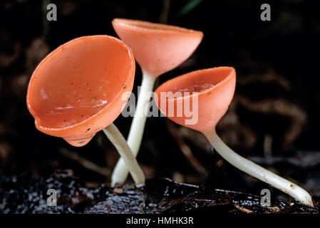 Tasse de champignons (Cookeina sp.) dans la forêt tropicale du Parc National Braulio Carrillo, Costa Rica Banque D'Images