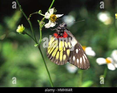 Redbase pasithoe Delias Jézabel (papillon), Hong Kong Banque D'Images