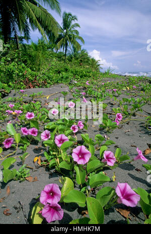 Beach Morning Glory fleurs (Ipomoea pes-caprae). Tôt le matin dans le Parc National de Tortuguero, Costa Rica, Côte Des Caraïbes Banque D'Images