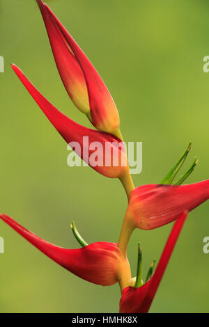 Graines Heliconia latispatha, Station Biologique De La Selva, la forêt tropicale de plaine, les pentes des Caraïbes, le Costa Rica Banque D'Images