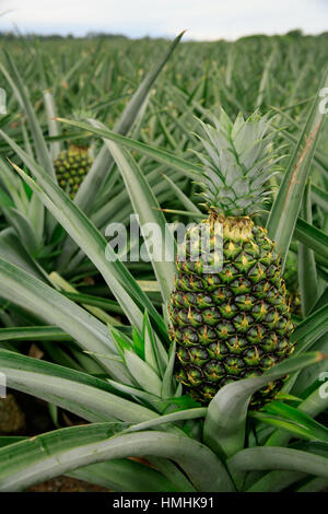 Plantation d'ananas biologiques (Ananas comosus). Sarapiquí, basses terres des Caraïbes, le Costa Rica Banque D'Images