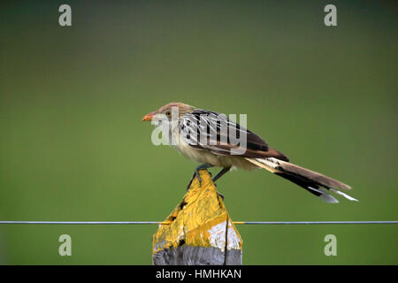 Guira guira Guira Cuckoo, (adultes), sur la branche, Pantanal, Mato Grosso, Brésil, Amérique du Sud Banque D'Images