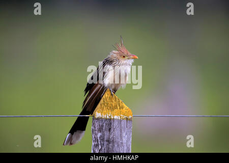 Guira guira Guira Cuckoo, (adultes), sur la branche, Pantanal, Mato Grosso, Brésil, Amérique du Sud Banque D'Images