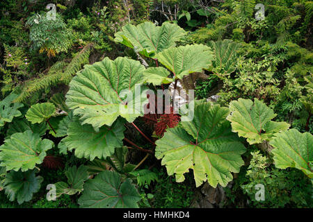 Parapluie du pauvre (Gunnera insignis) dans le Parc National Volcan Irazú, Costa Rica. Banque D'Images