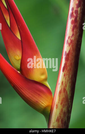 Heliconia latispatha Heliconia () en forêt tropicale. La Station biologique de la Selva, Costa Rica. Banque D'Images