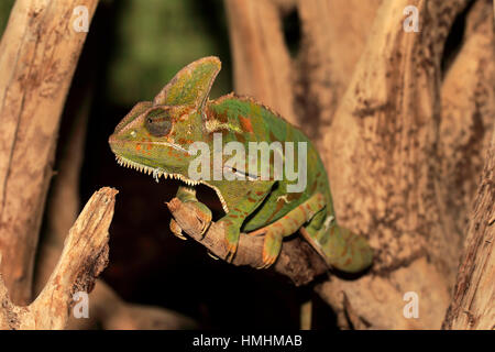 Veiled chameleon (Chamaeleo calyptratus,), mâle adulte, sur l'arbre, Péninsule Arabique Banque D'Images