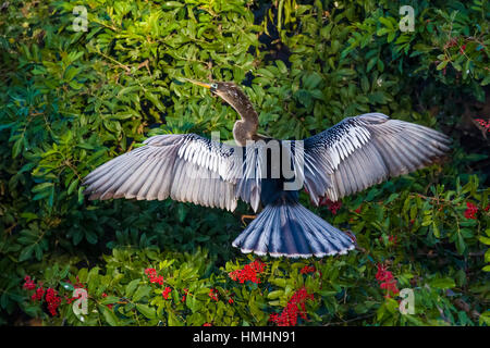 Anhinga dring ses ailes à Venise Venise Rookery en Floride Banque D'Images