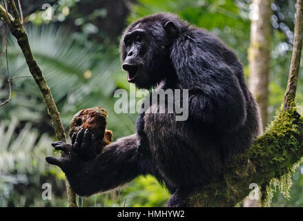 Chimapanzee la consommation du jaque, parc national de Kibale, en Ouganda Banque D'Images