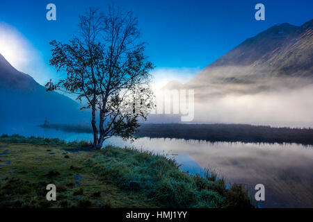 2 septembre 2016 - Lone Tree avec brouillard matinal vu sur le lac de sternes, Kenai, Alaska Penninsula Banque D'Images