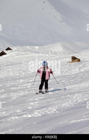 Peu de ski et de chien sur une piste de ski au soleil Journée d'hiver. Montagnes du Caucase. La Géorgie, région Gudauri. Banque D'Images