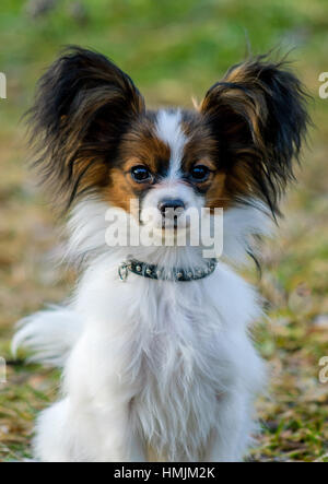 Papillon chien (Canis lupus familiaris) dans le jardin. Banque D'Images