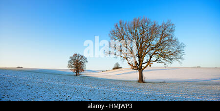 L'Oaks en hiver, champ neigeux, Burgenlandkreis, Saxe-Anhalt, Allemagne Banque D'Images