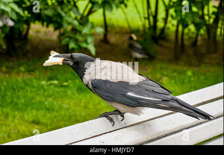 Petit-déjeuner corbeau avec un morceau de pain blanc. Banque D'Images