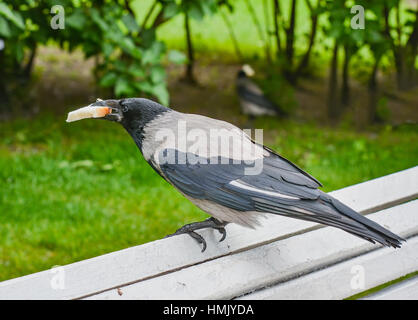 Petit-déjeuner corbeau avec un morceau de pain blanc. Banque D'Images