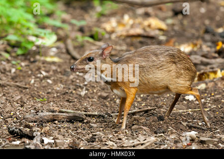 Souris-Java deer (Tragulus javanicus), Parc national de Kaeng Krachan, Phetchaburi, Thailand Banque D'Images