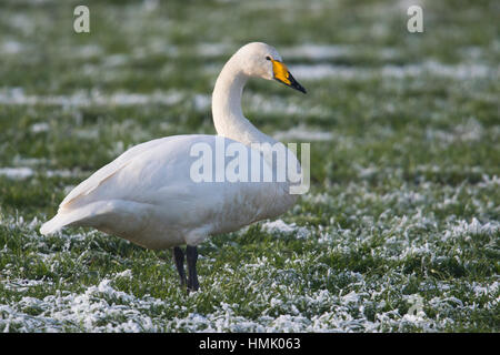 Cygne chanteur (Cygnus cygnus) debout, en prairie avec de la gelée blanche, de l'Ems, Basse-Saxe, Allemagne Banque D'Images